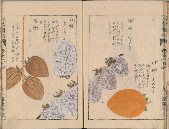 豊臣秀頼とのし柿 | 歴史上の人物と和菓子 | 菓子資料室 虎屋文庫